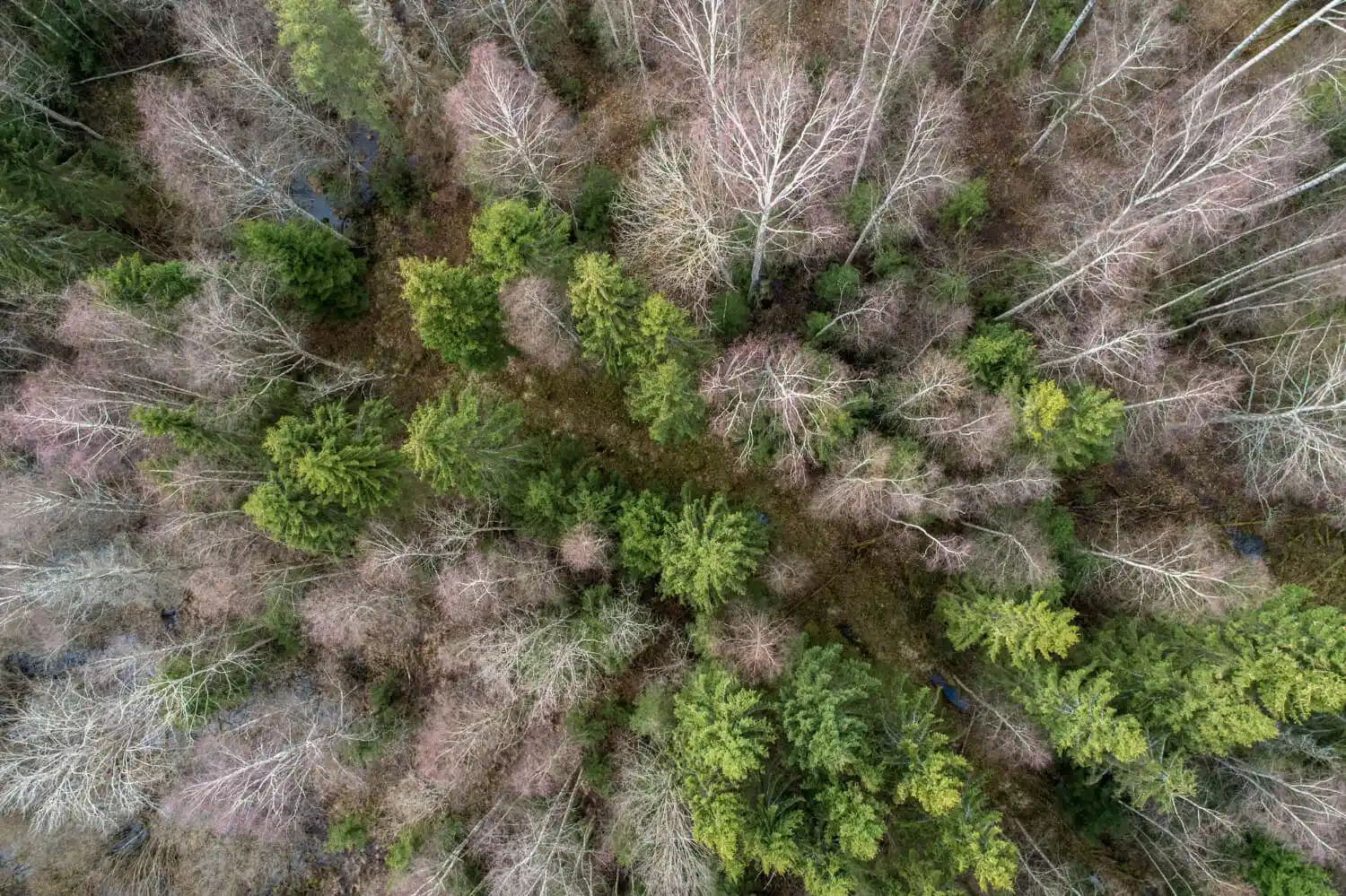 Alerta roja en los bosques: una de cada tres especies de árboles, en peligro de extinción. Foto: Freepik