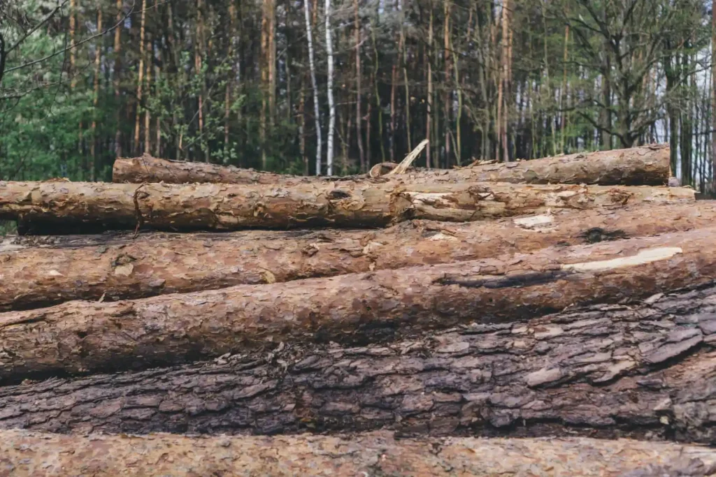 Tala de árboles. Foto: Freepik